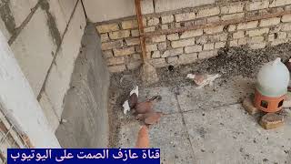 صيد زوج 💪ضياع زوج 😭تخريخ 🫡مطيار الارافل والحمر والتور 👏مخباط 👍غربة 😡تفاصيل بالمقطع تحبوها 🫶