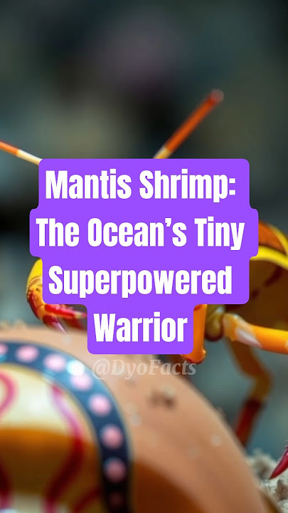 Mantis Shrimp: The Ocean’s Tiny Superpowered Warrior. #facts #uniquefacts #animals #mantisshrimp