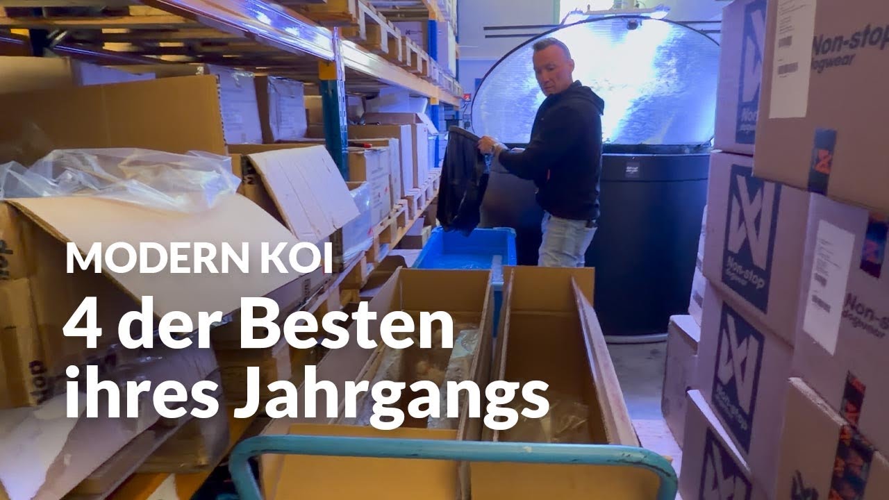 Toms neue Koi: persönlich in Japan selektiert | Modern Koi Blog #8071