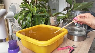 видео: ПРЕДПОЧИТАЮ в полив орхидей состав ЧТОБ КОРНИ НЕ СГНИЛИ Принципиальные отличия применения в жару картинка: ПРЕДПОЧИТАЮ в полив орхидей состав ЧТОБ КОРНИ НЕ СГНИЛИ Принципиальные отличия применения в жару