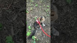 FREYA THE FOREST CAT by Maine Coon Adventures 5 views 2 years ago 4 minutes, 11 seconds