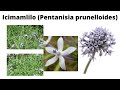 Pentanisia prunelloides (Icimamlilo)