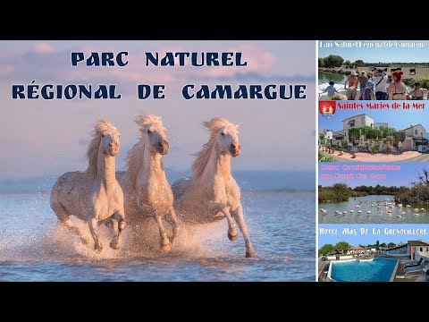 Video: Camargue, Ili Camargue