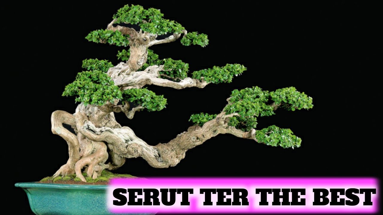 Deretan Bonsai Serut Terbaik 2020 Youtube