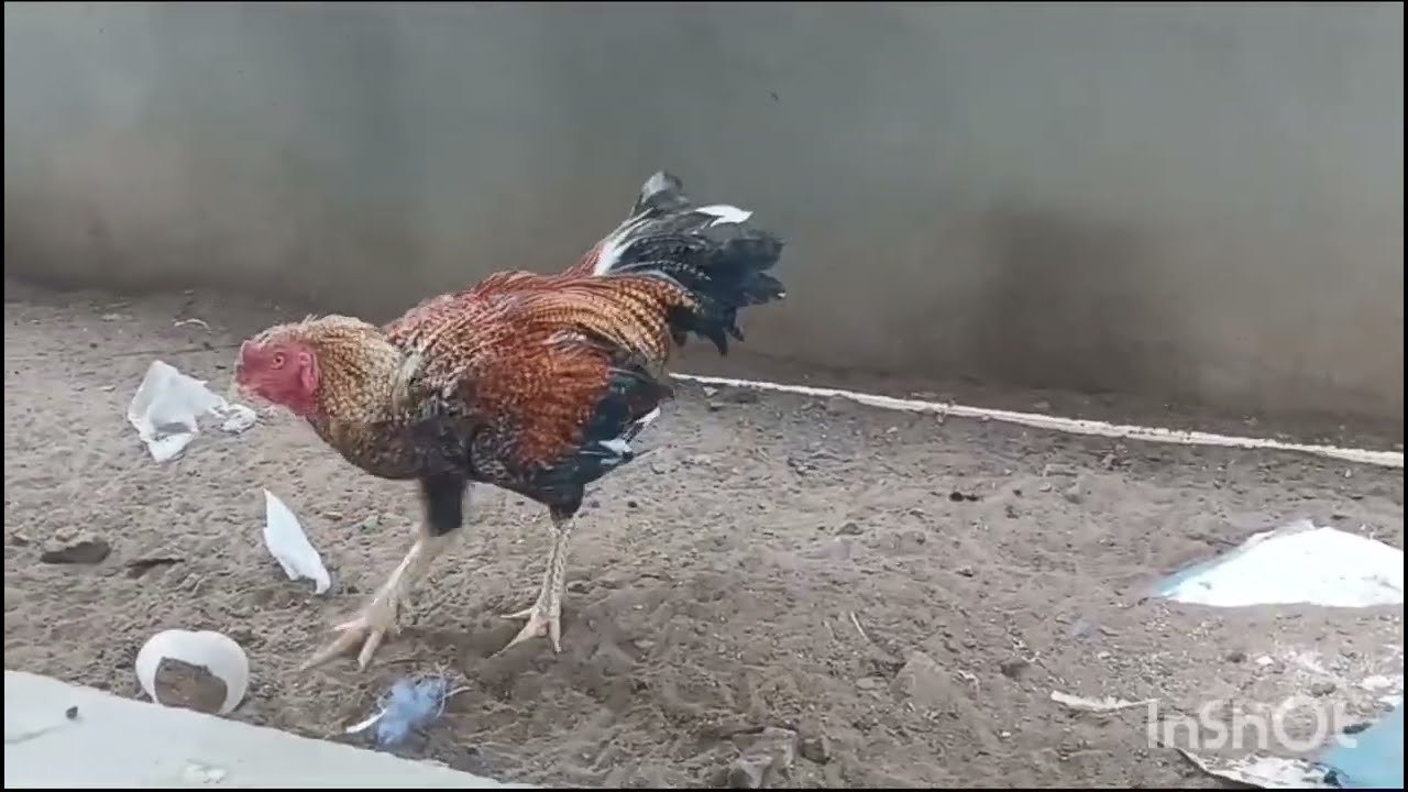 రేజా and టికర్ the గ్రేట్ ఇందూస్తాన్ assiles