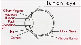 How to draw Human Eye diagram step by step for beginners || Eye Structure anatomy