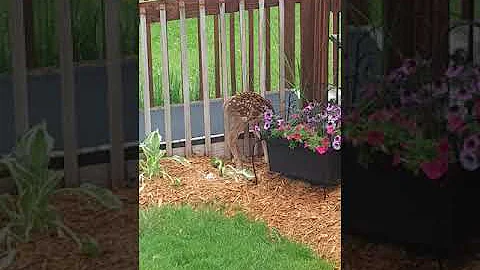 Baby fawn