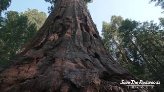 Experience the Giant Sequoia