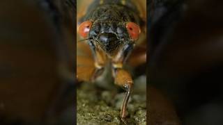 Maps show where cicadas will pop up this spring #shorts