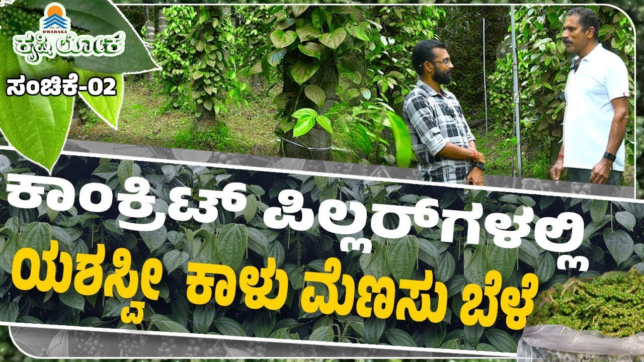 [ KRUSHILOKA-02 ]  ಕಂಬದಲ್ಲಿ ಕಾಳು ಮೆಣಸು : ಐವರ್ನಾಡಿನ ಕೃಷಿಕನ ವೈವಿಧ್ಯ ಆವಿಷ್ಕಾರ