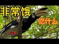 世界稀有犀鸟（hornbill）饿肚子自然界生存受保护珍贵鳥Survival skill for food .Up close and personal  Cyan Tang #新加坡稀有 唐青瓷