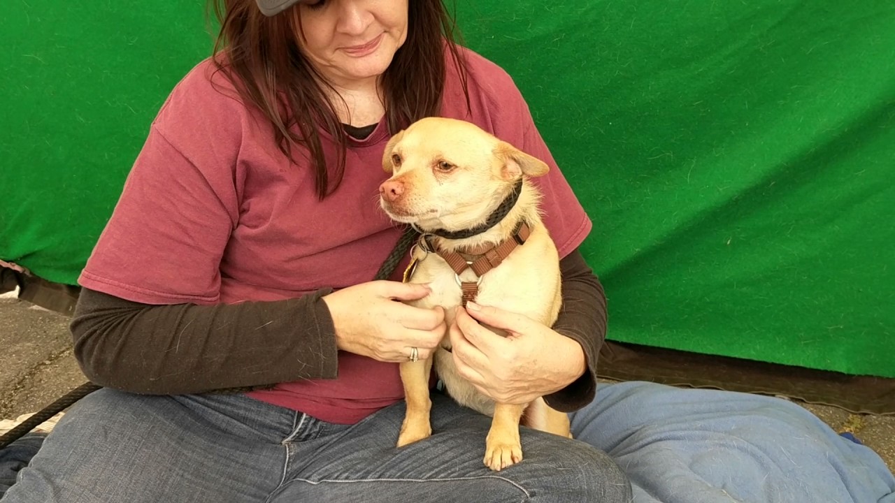 adoption quotes A4383196 Harley - Corgi / Chihuahua
