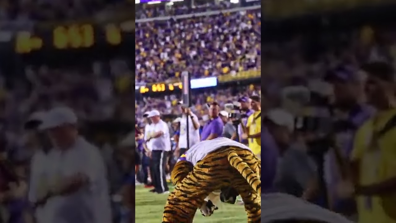 LSU Football game day Mike the Tiger by sports videographer  @Tailored Technique  