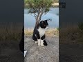 고양이냥~ #고양이 #neko #검은고양이