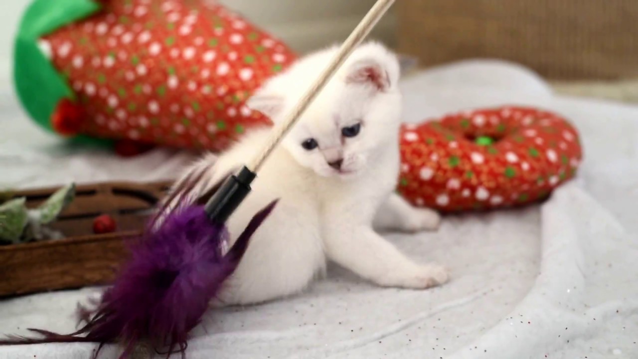 Christmas Kitten Shenanigans