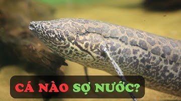 Tại Sao Con Cá Này Lại Không Thở Được Dưới Nước? Giải Mã Bí Ẩn Sống Sót Kỳ Lạ!