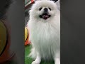 Having fun with new friends#cute #puppy #dog #friends #afternoon #running #funny #いぬのいる生活
