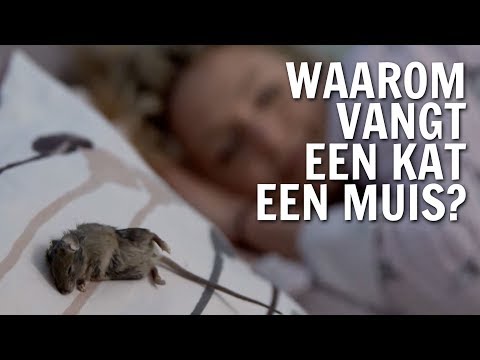 Video: Kan 'n Kat 'n Vergiftigde Muis Eet?