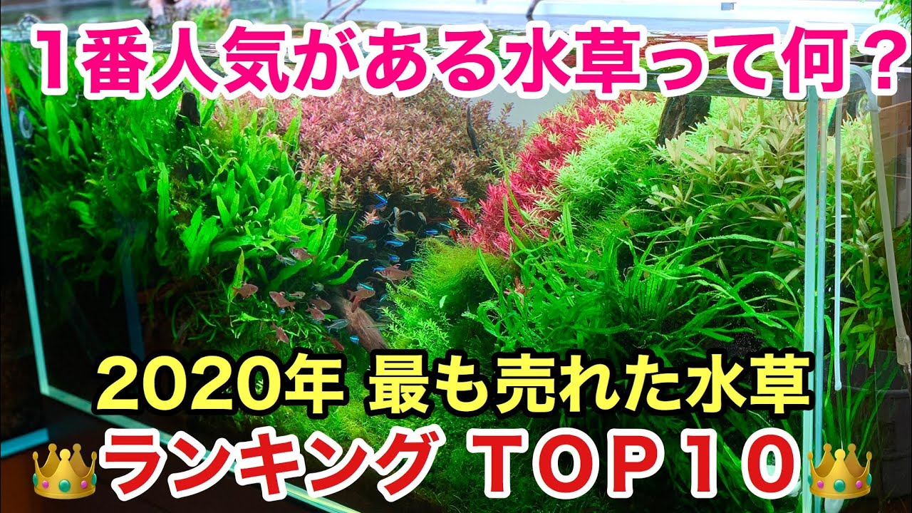 ２０２０年 水草人気ランキング Best１０ 今年 最も売れた水草 Top１０を発表 Adaネイチャーアクアリウム立ち上げ初心者 水草の種類 育て方 植え方 育成 水草水槽セッティング Youtube