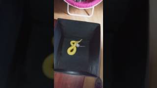 Albino pinstripe ball python eating