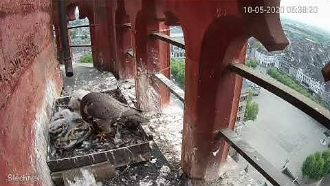 14VIDEO 2020 05 12 20 gierzwaluw