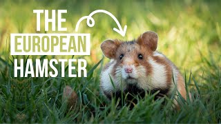 The LARGEST Hamster Species is Endangered