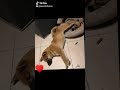 Tiktok dun shiba inu