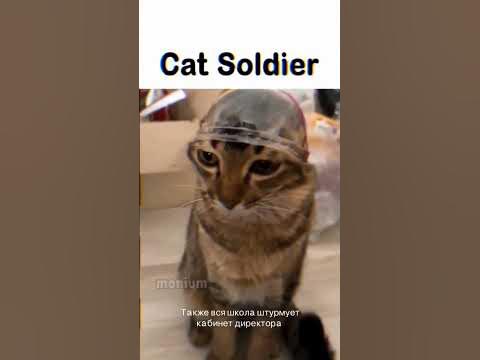 Мем. кот солдат. - YouTube