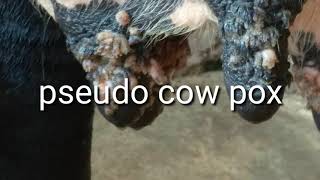 Cow pox