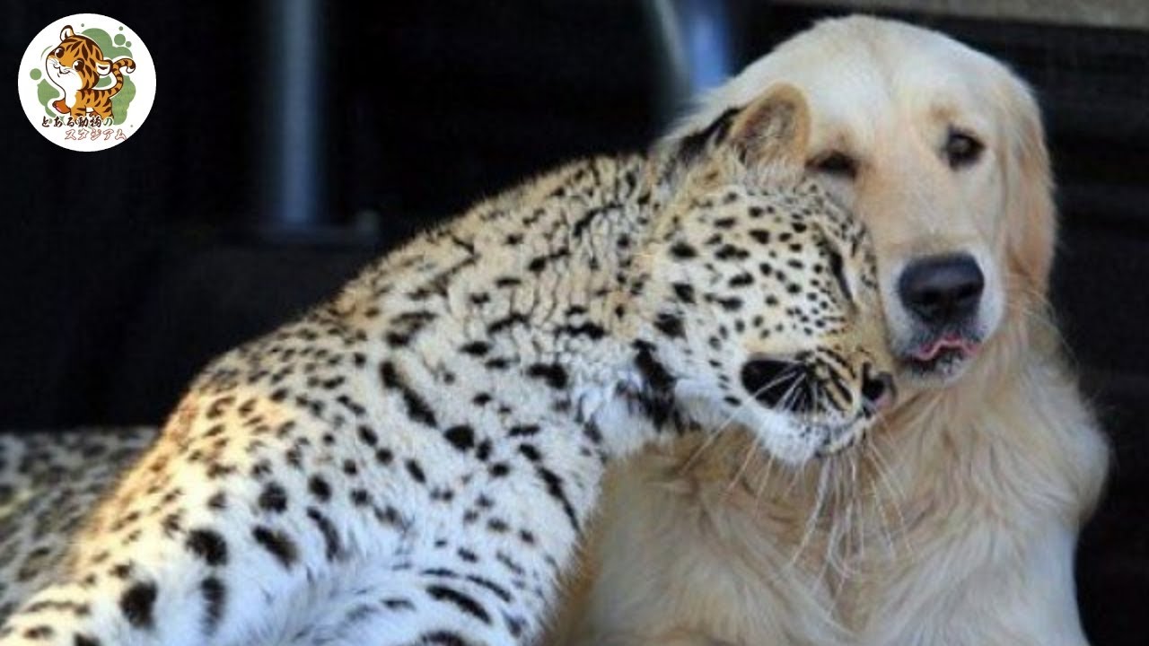 назови животных. плакат. млекопитающие животные. мальтийский гепард. лиса фенек в зоопарке.