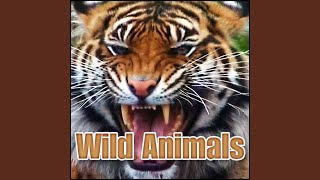Animal, Lemur - Ruffed Lemur: Shrieking Calls, Primates - Monkeys, Chimps & Apes