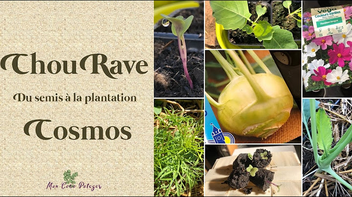 Chou rave et Cosmos - Du semis à la plantation