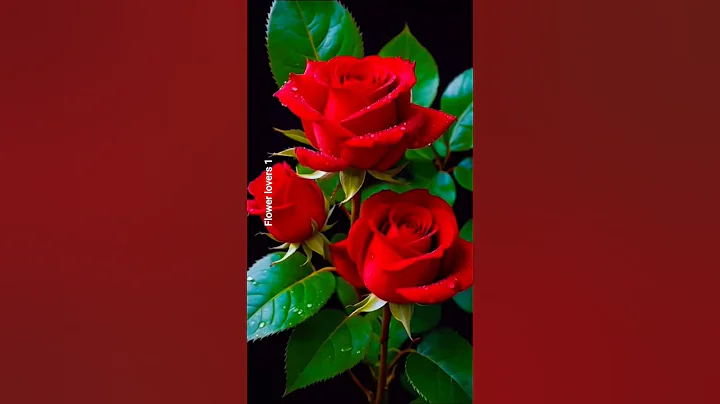 beautiful nature flower rose #nature #amazing #flowers #whatsappstatus thumbnail