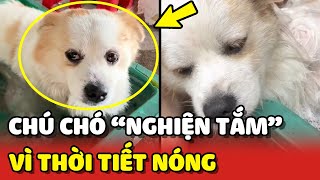 Chú chó Đốm trở nên "NGHIỆN TẮM" vì thời tiết quá nóng 😂 | Yêu Lu