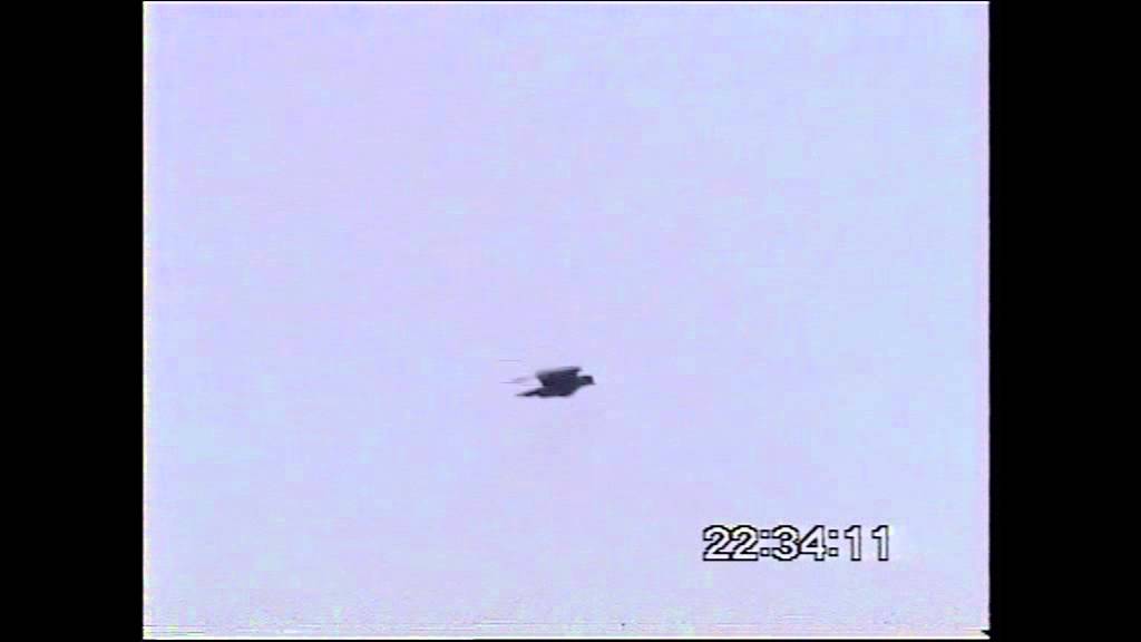 بحر طير احمد عمارة