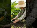 These Zucchini Grow Insanely Fast 😳🥒 ASMR#shorts#zucchini #farm #rurallife #relaxing #asmr