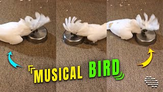 Musical Bird Loves Tapping the Metal Bowls