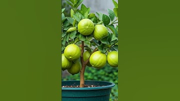 The Ultimate Guide to Growing Lemon Trees (Grow Your Own Lemons!) part 2 #fruittrees #trending