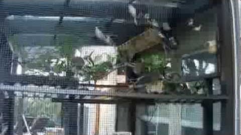 Aviary build for finches Part 1