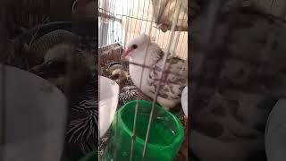 #কবুতর #pigeon #kabootarloft05 #kabootarloft05 #kabutar #loft801 #birds