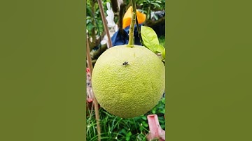 Túi bọc trái bưởi #diemnguyen #cayanqua #cuocsongnongthon