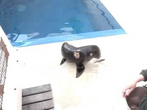 Ronnie the NZ Fur Seal