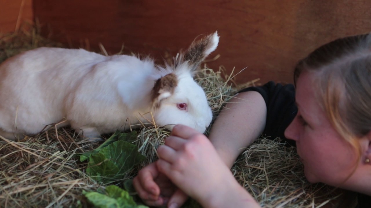 Animal Adoption Raystede YouTube