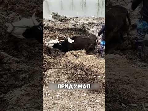 Пастух СПАСАЕТ ДИКУЮ корову🥺🔥🐮