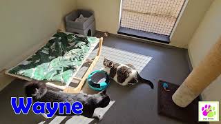 Wayne by Asieldierenbreda 317 views 6 months ago 1 minute, 1 second