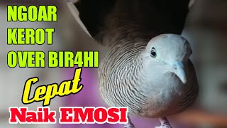 Suara perkutut lokal BIR4HI, NGOAR, KEROT GALAK, bagus untuk pancingan emosi perkutut