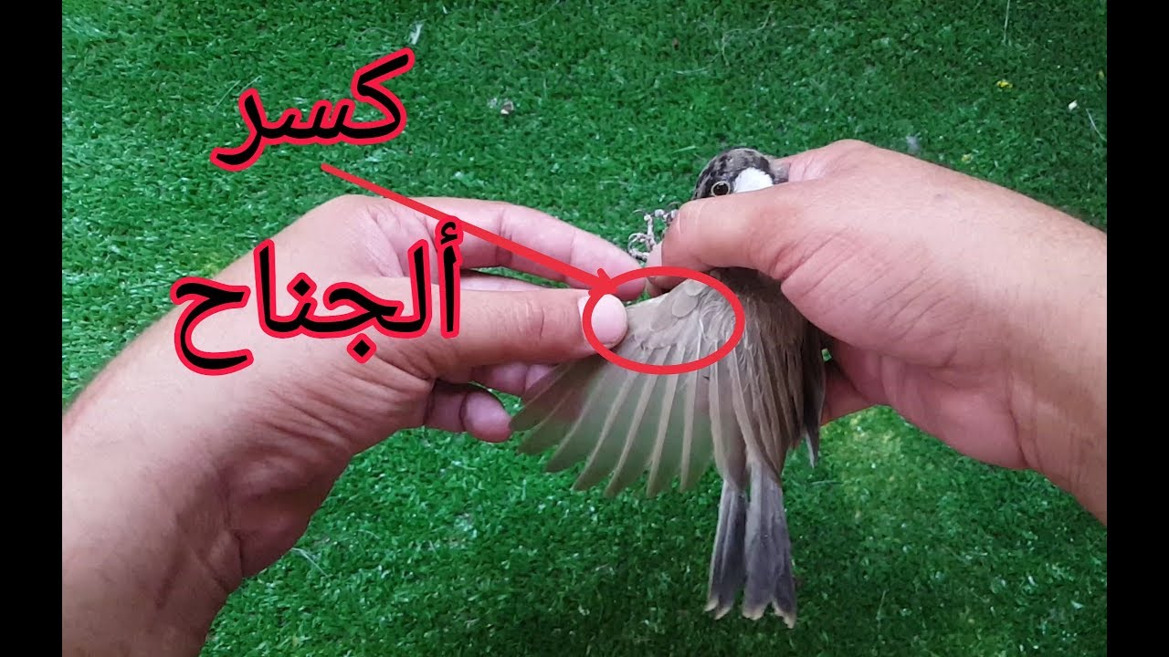 كسر جناح البلابل والطيور شلون تعرفه وشلون تعالجه