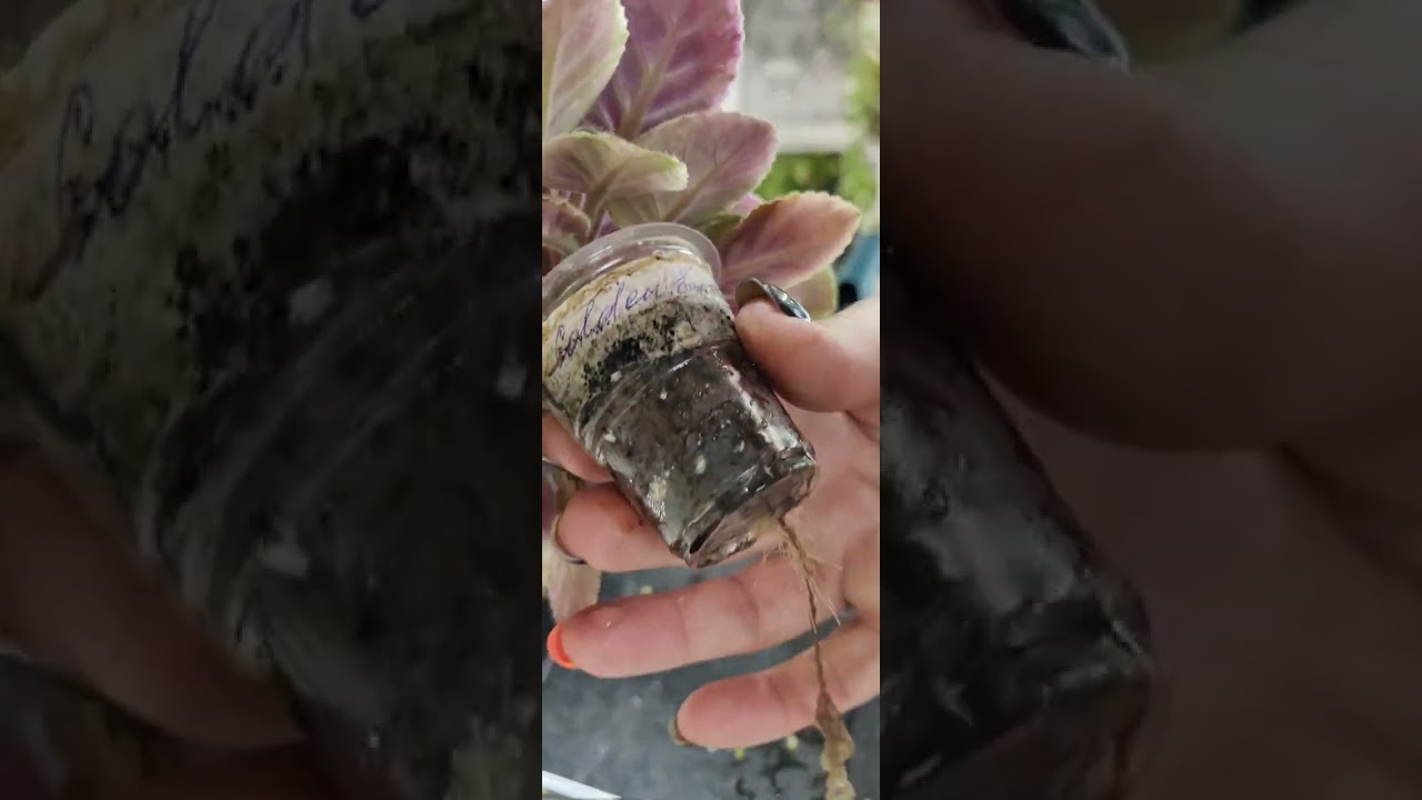 Мини-фиалки.Снимаю головы, сажаю листики. 😉🌸☘️#комнатныерастения #фиалки #посадка #минифиалки