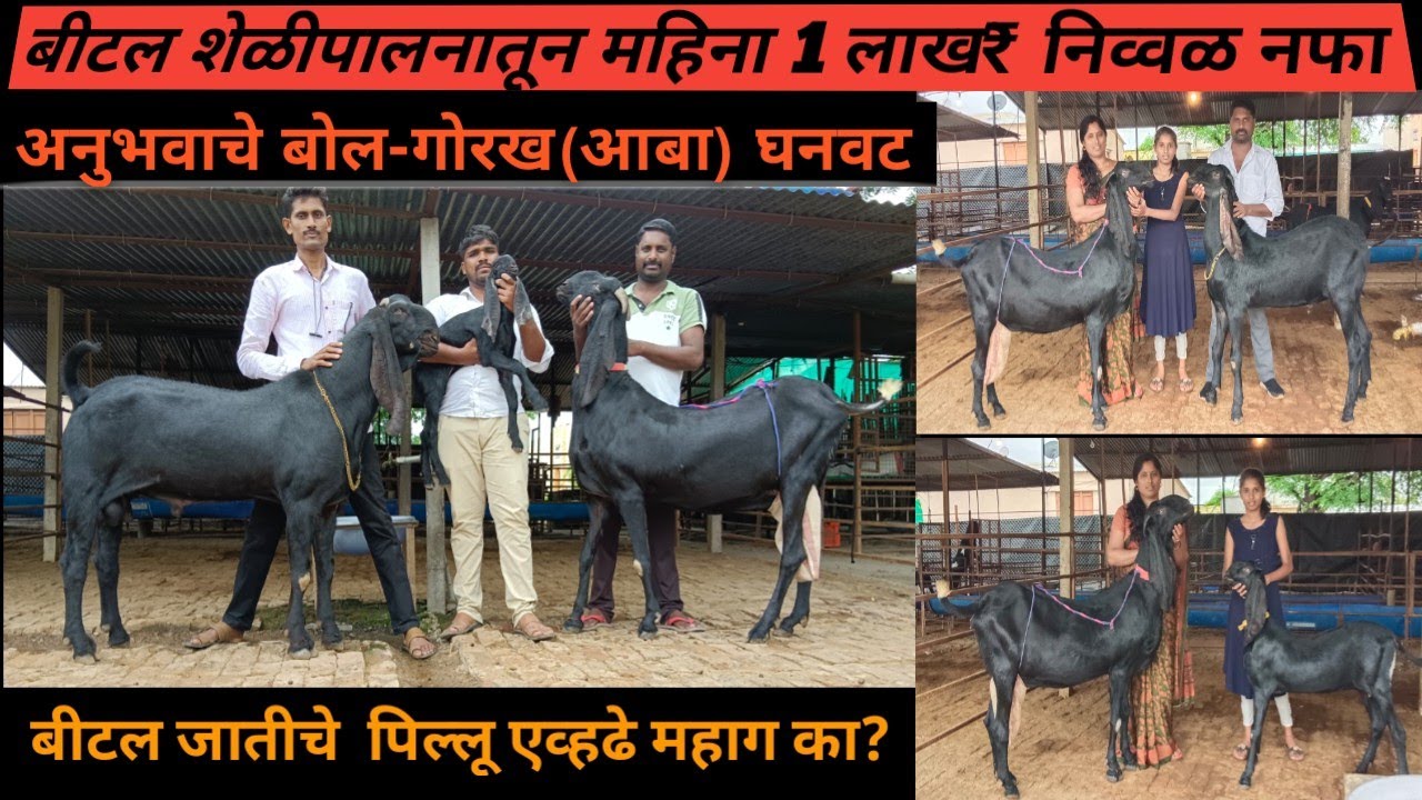 बीटल शेळीपालनातून महिना 1लाख₹ निव्वळ नफा/अनुभवाचे बोल-गोरख(आबा) घनवट/बीटल जातीचे पिल्लू एव्हढे महाग?