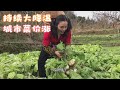 大降温 蔬菜涨价，为节约生活成本，小蓉从城里回农村亲戚家搞菜